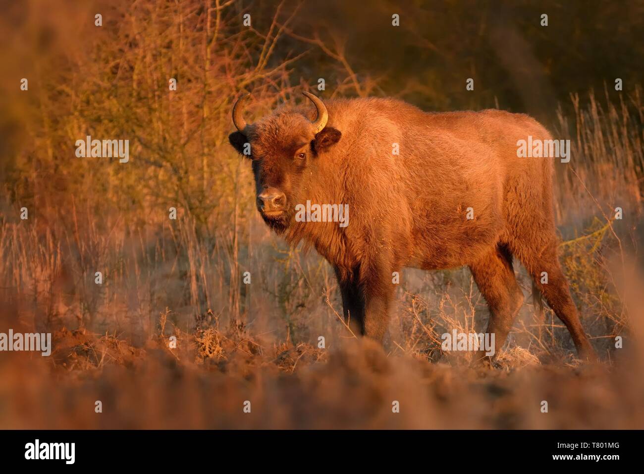 European Bison - Bison bonasus in the Czech republic, Milovice. Feeding on the meadow and savannah. Stock Photo