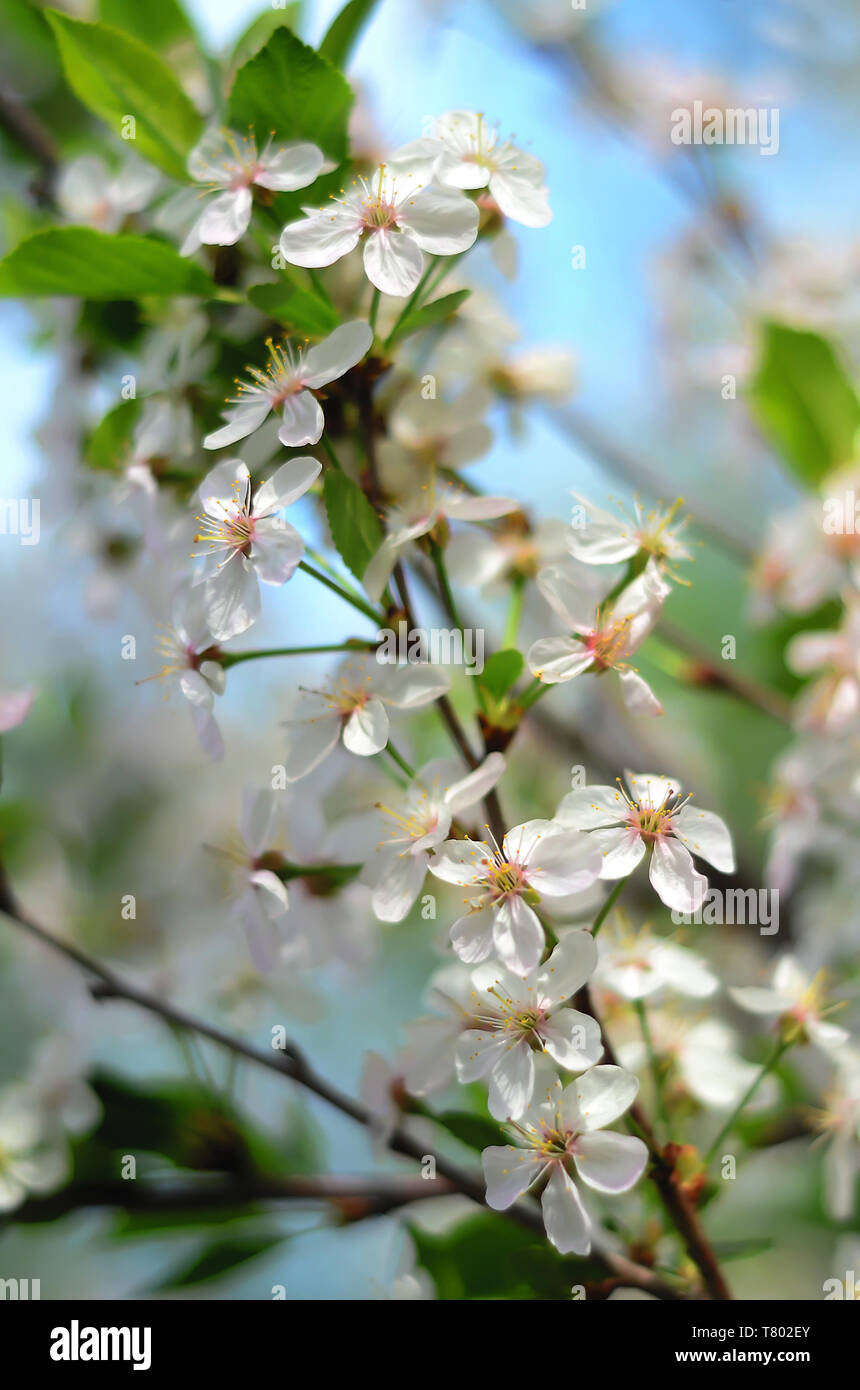 Delicate cherry blossoms branch with white flowers in spring on blue ...