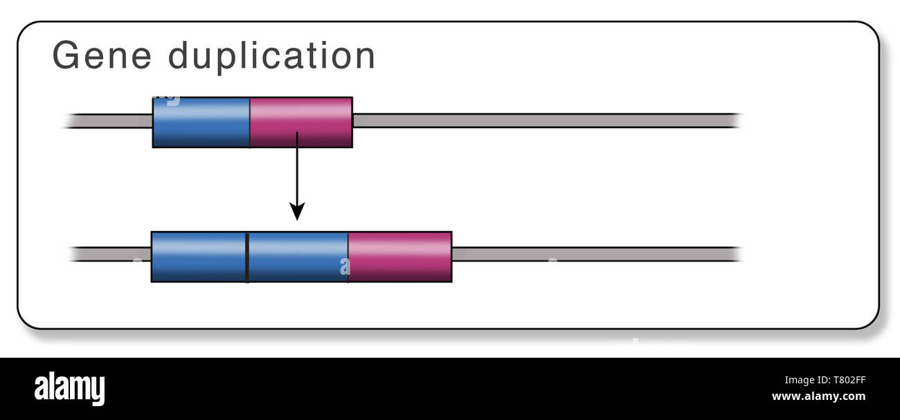 Duplication Biology