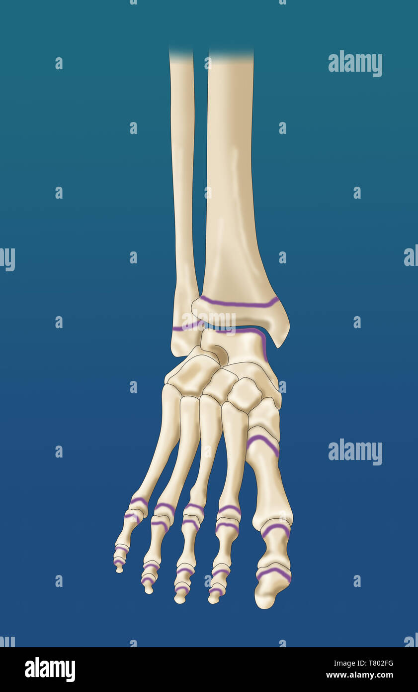 Epiphyseal growth plate hires stock photography and images Alamy