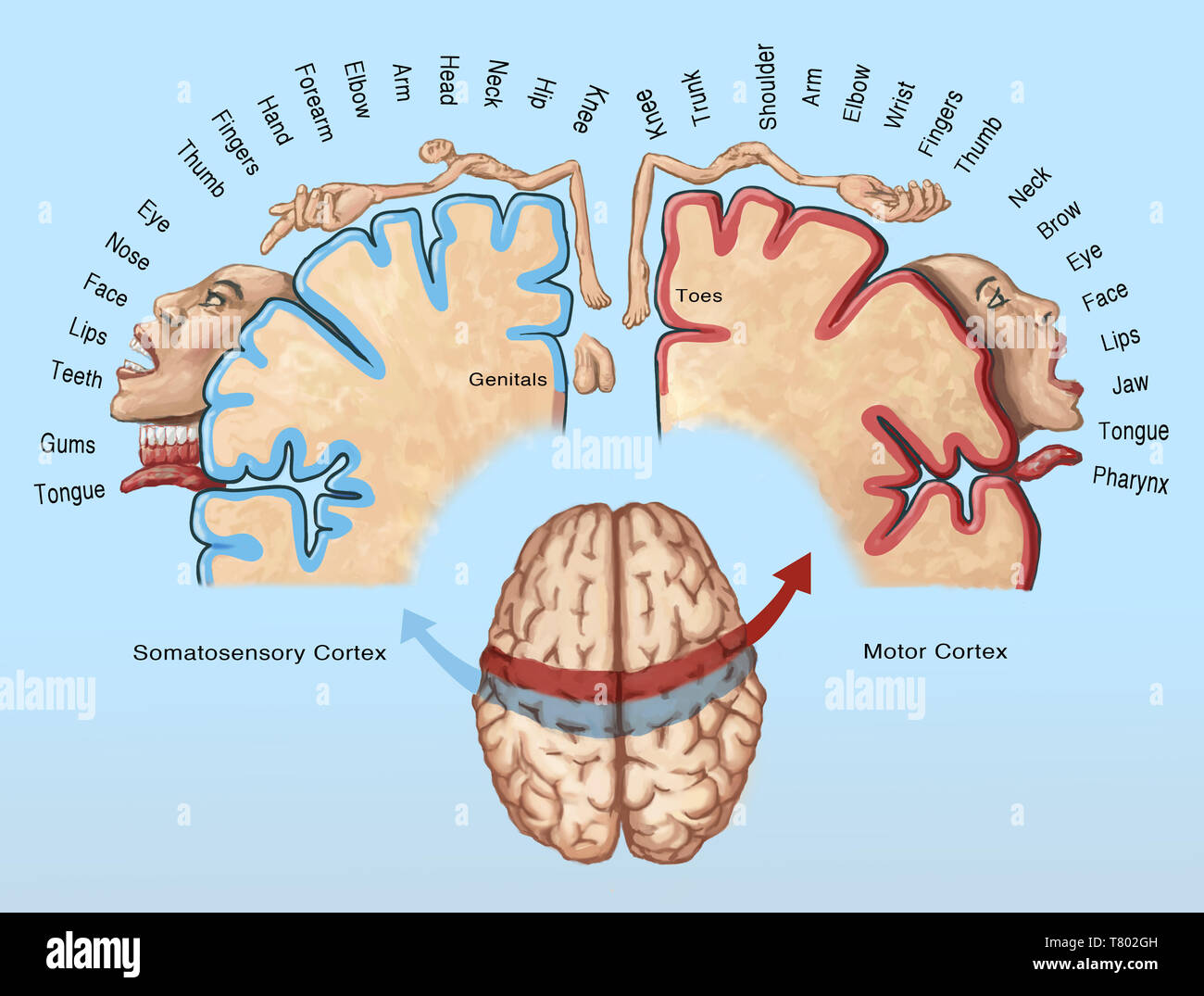 Cortical Homunculus Illustration Stock Photo