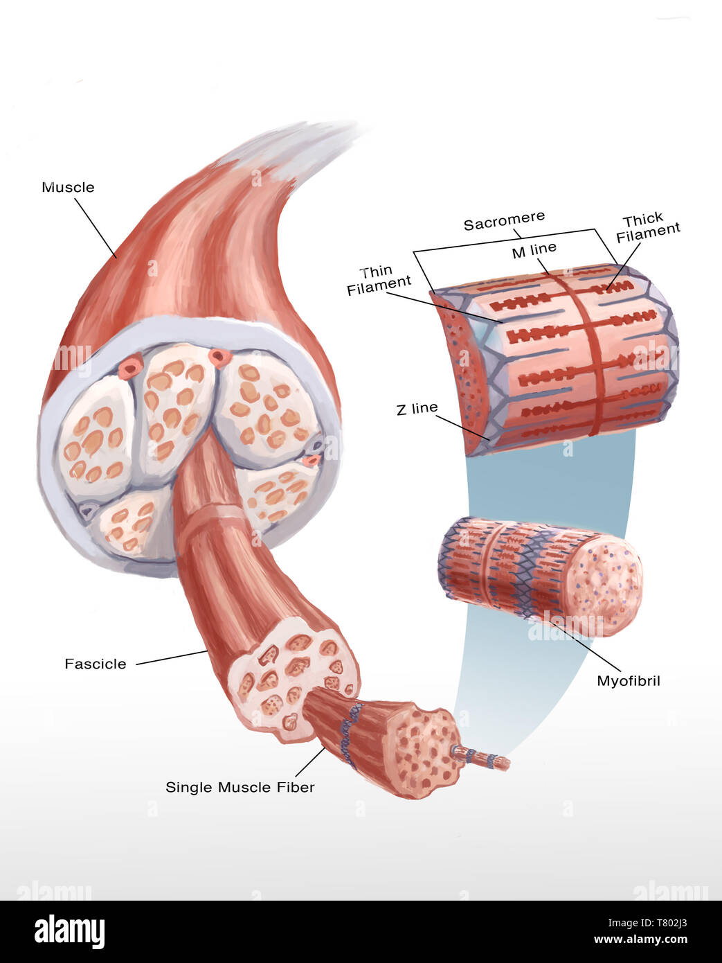 Muscle Cell, Illustration Stock Photo