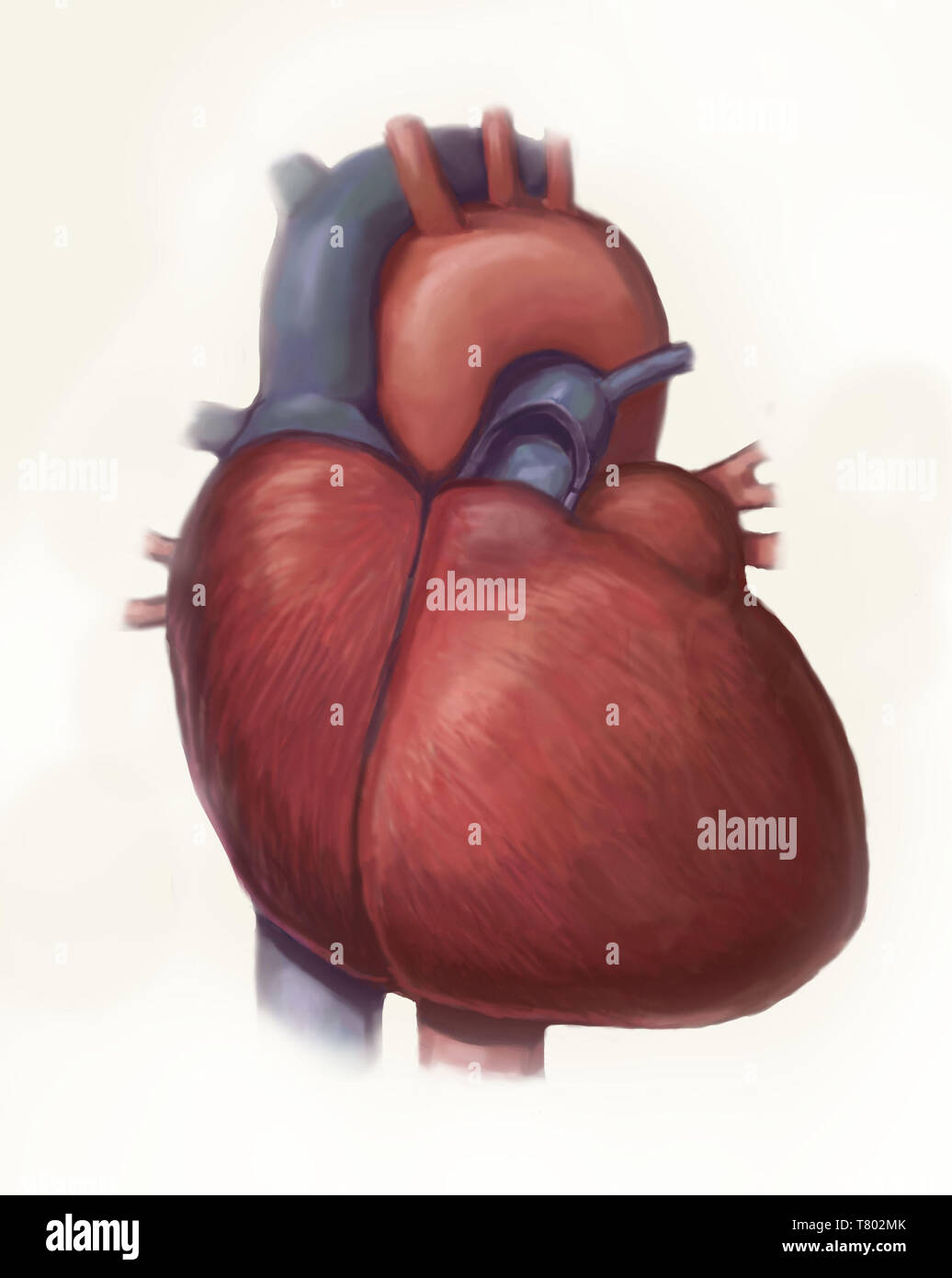 Human Heart, Illustration Stock Photo