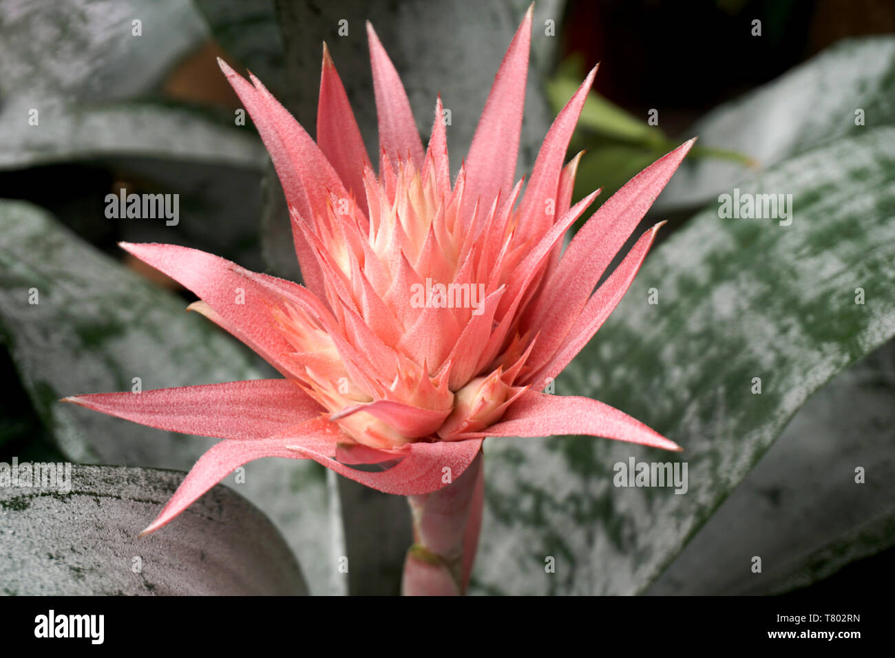 Close up view of pink flower of Aechmea fasciata from botany family Bromeliaceae. Vivid color sharply flower Nature detail Stock Photo