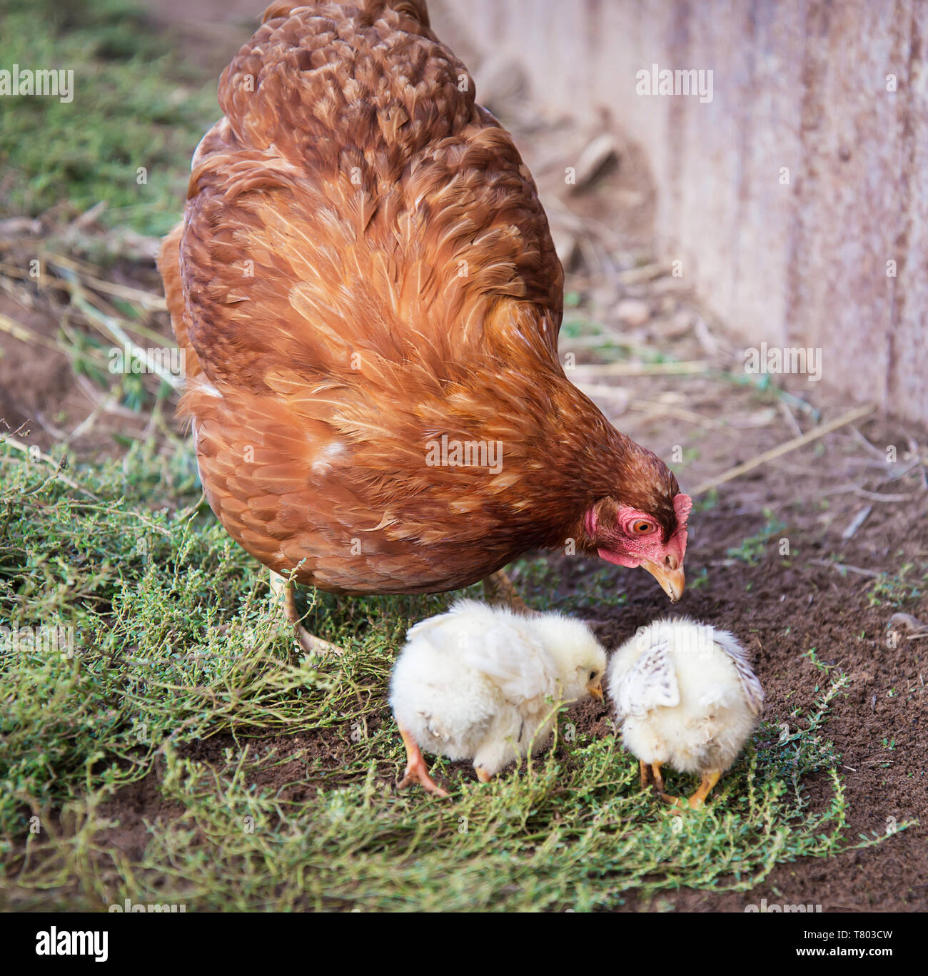 Red hen teaches two of his chickens to look for food in the ground in the village Stock Photo