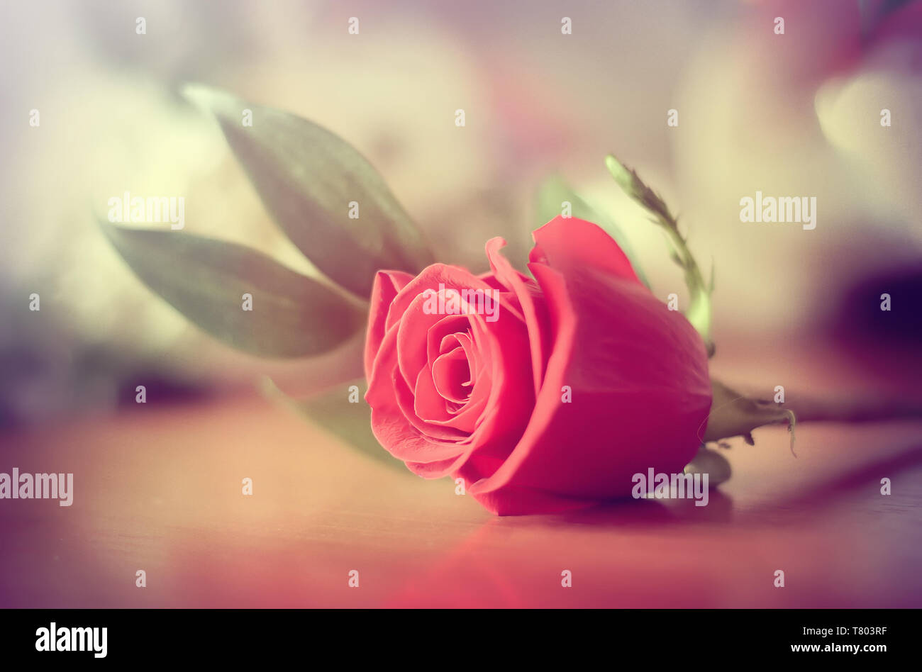 Delicate red rose lying on the table as a gift of love Stock Photo ...