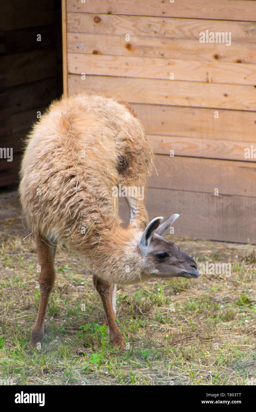 Lama scratching his head with the back leg - image Stock Photo