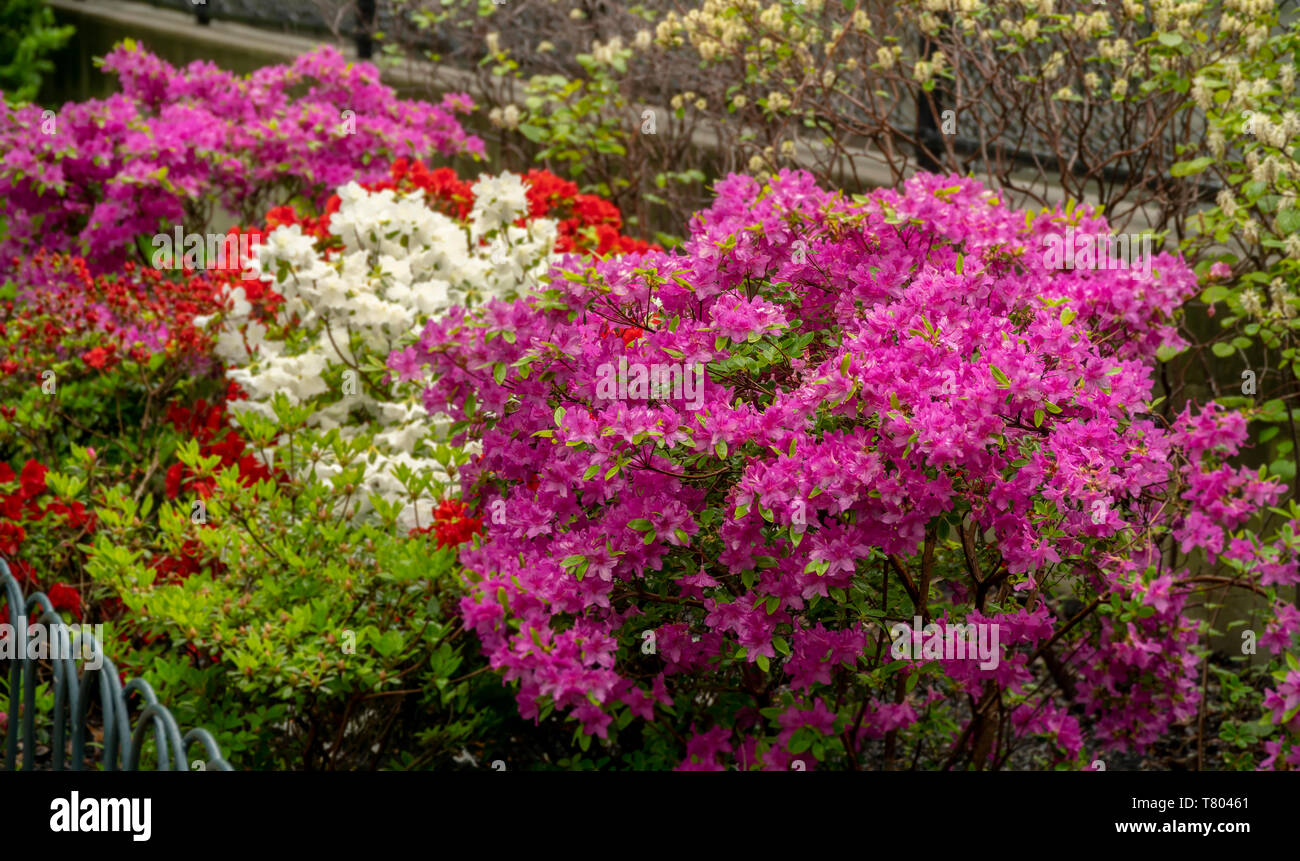 Landscaping in a apartment building complex in Chelsea in New York is blooming with azaleas on Saturday, May 4, 2019. (Â© Richard B. Levine) Stock Photo