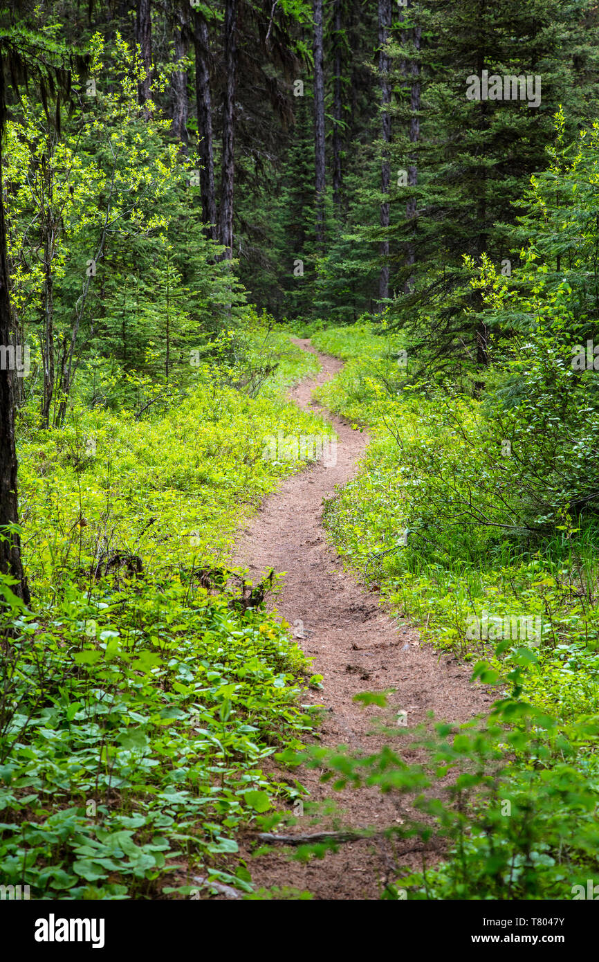 Forest Trail, Glacier NP Stock Photo