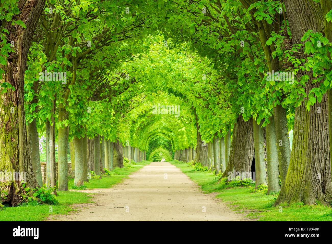 Tunnel-like lime tree avenue in spring, fresh green foliage, park of Hundisburg Castle, Haldensleben, Saxony-Anhalt, Germany Stock Photo