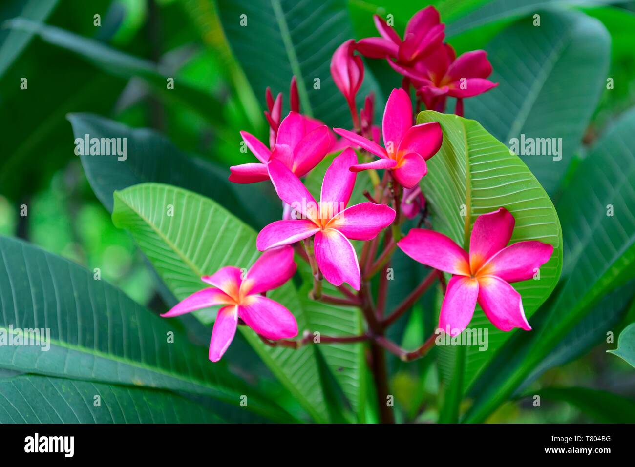 Graines De Frangipanier (Plumeria) 'Mai Thai' - Lot De 5 Graines Fraîches - 12