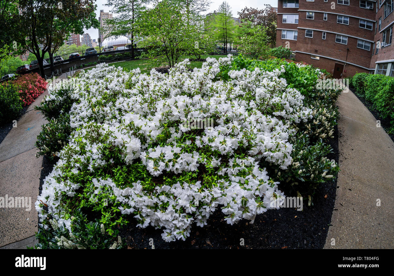 Landscaping in a apartment building complex in Chelsea in New York is blooming with azaleas on Sunday, May 5, 2019. (Â© Richard B. Levine) Stock Photo
