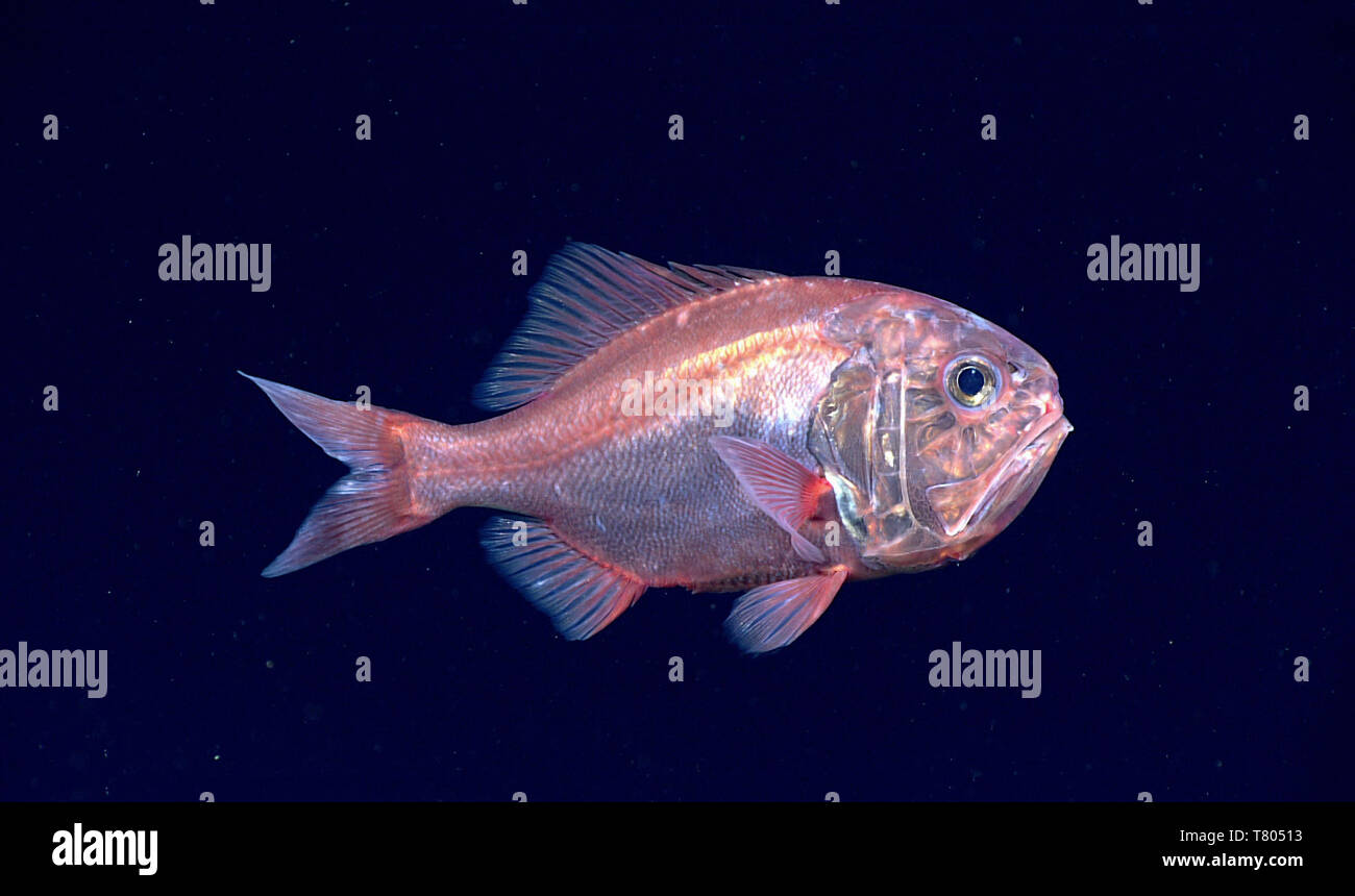 Slimehead fish hi-res stock photography and images - Alamy