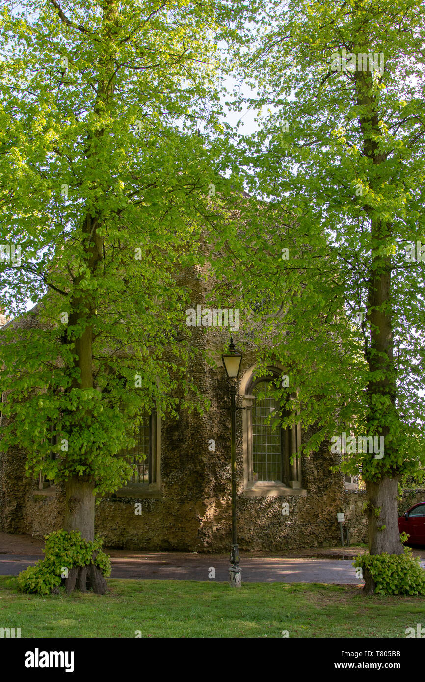 Lime trees (Tilia x europaea) amd old style gas lamp post in front of Bury St Edmunds abbey ruins Stock Photo