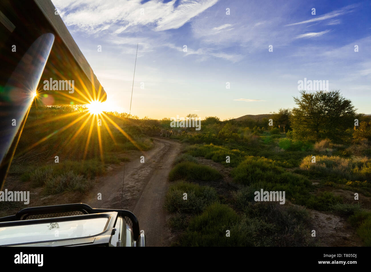 Safari jeep at morning light in south africa with sunstar Stock Photo