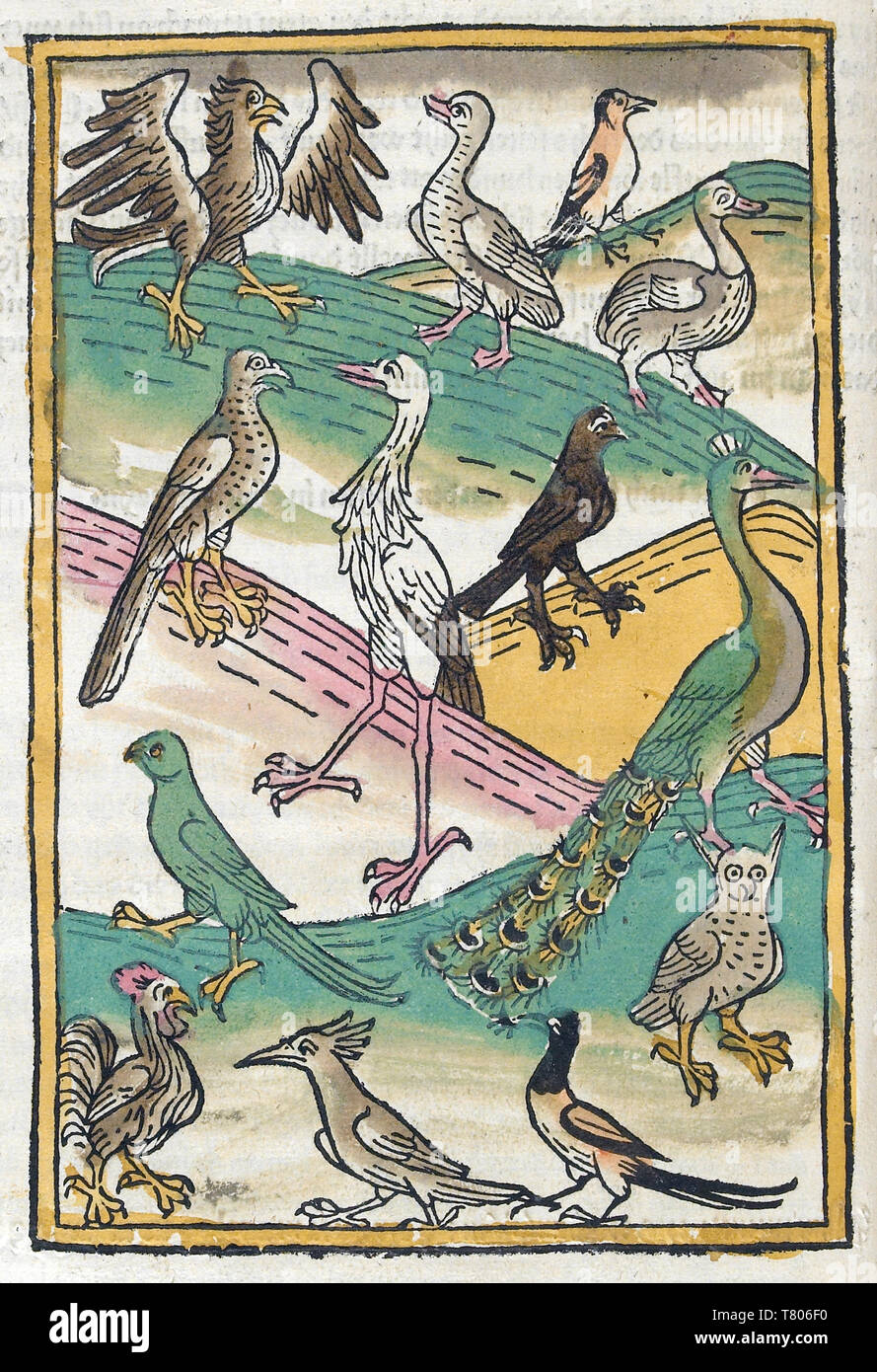 Conrad of Megenberg, Birds, 15th Century Stock Photo