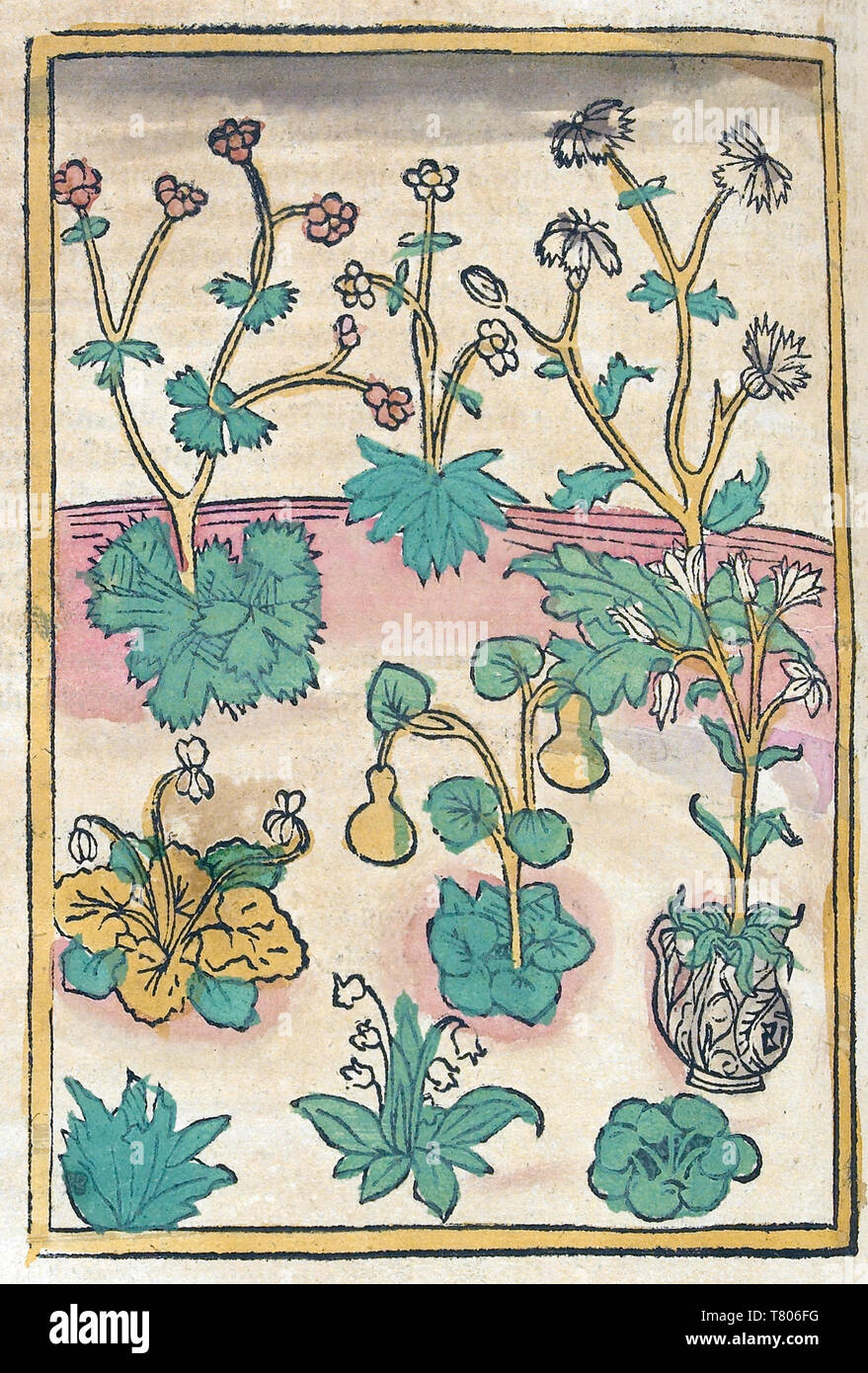Conrad of Megenberg, Flora, 15th Century Stock Photo