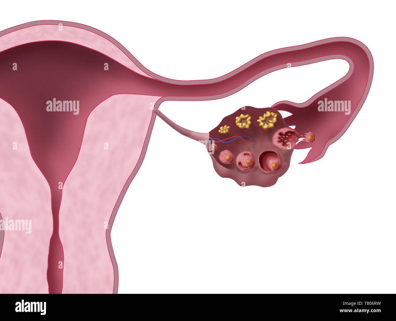 Ovarian Follicles, Illustration Stock Photo - Alamy