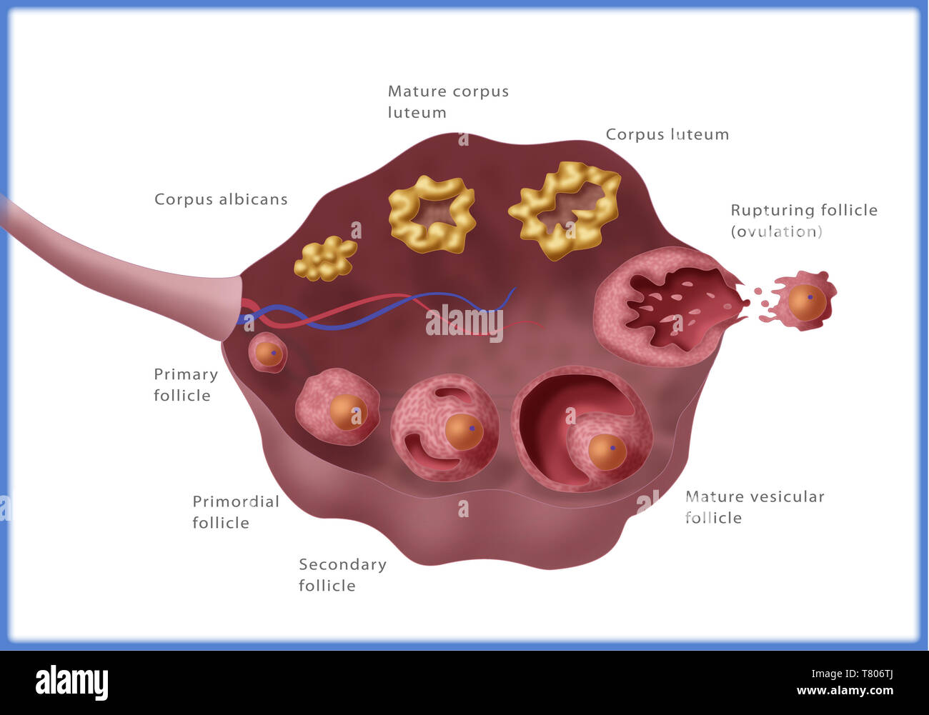 Mature graafian follicle, mouse ovary