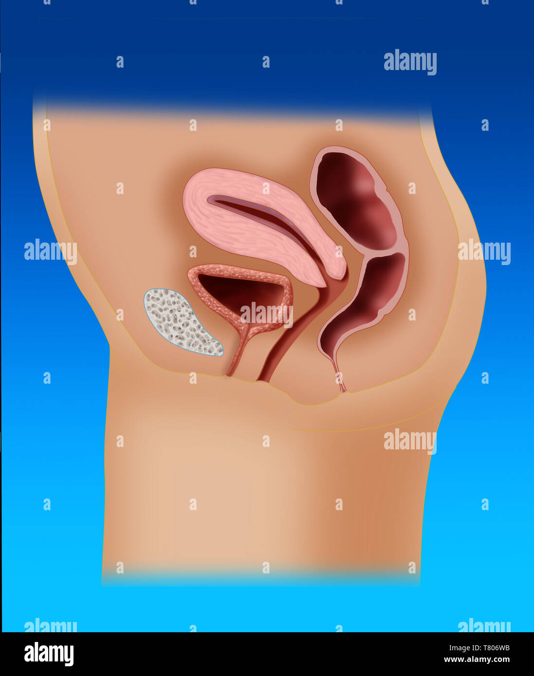 Female Reproductive Anatomy, Illustration Stock Photo