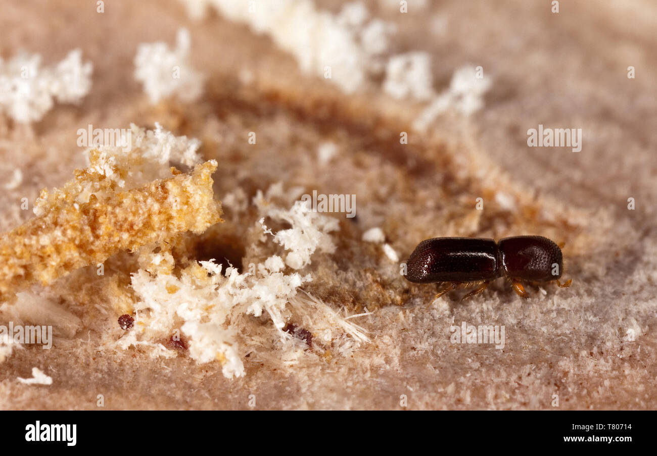 Redbay Ambrosia Beetle Stock Photo