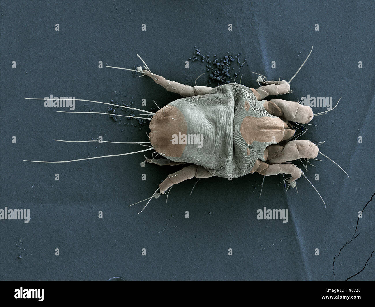Dust Mite Stock Photo
