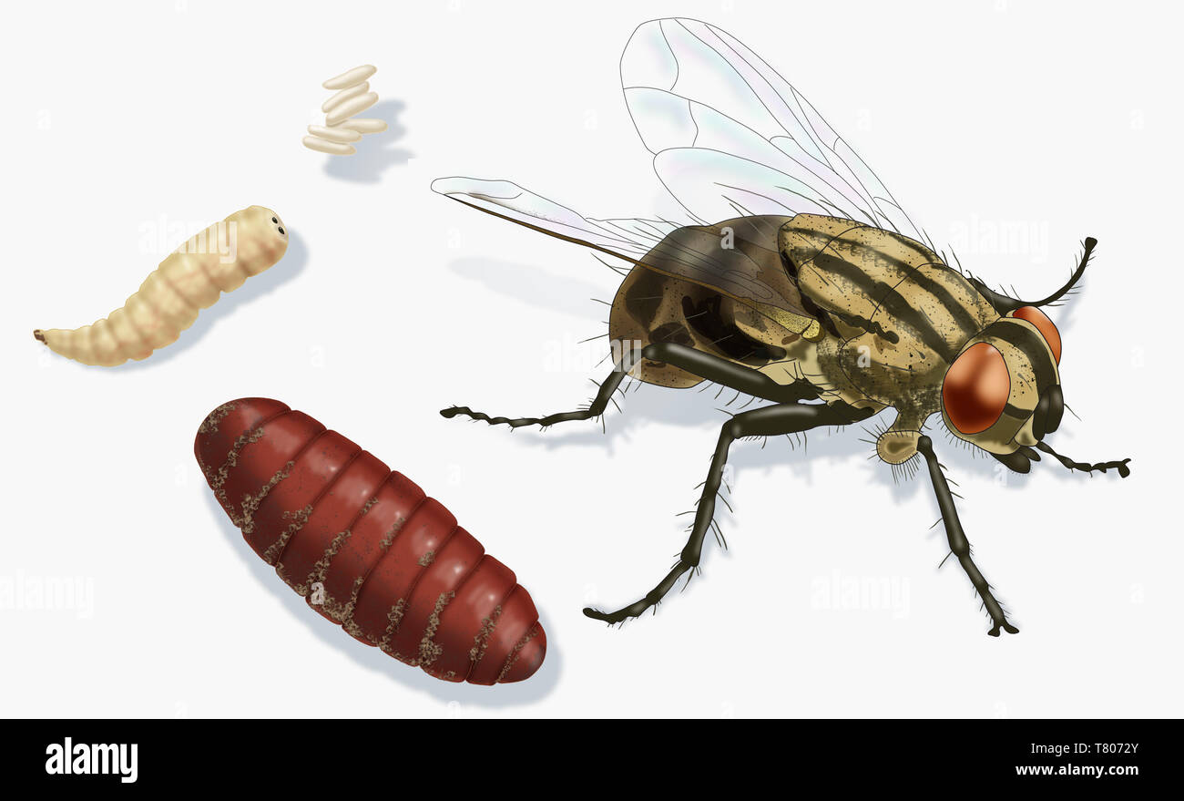 Life Stages of a House Fly, Illustration Stock Photo