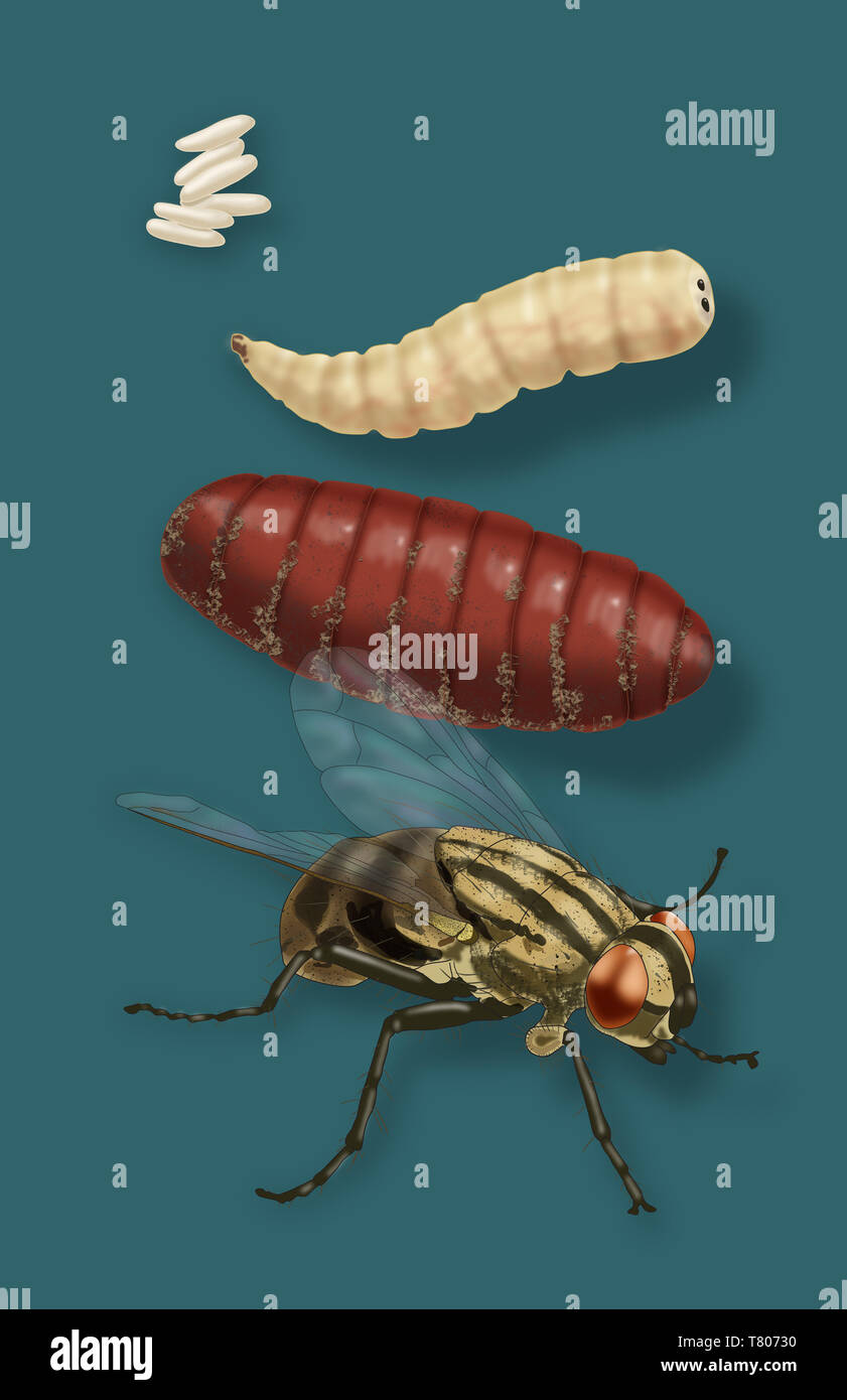Life Stages of a House Fly, Illustration Stock Photo
