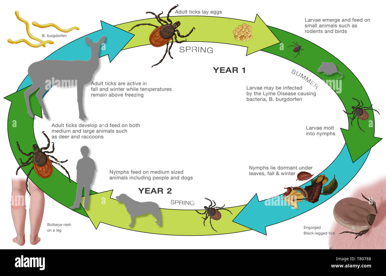 Life Cycle of the Black-legged Tick and Lyme, Illustration Stock Photo