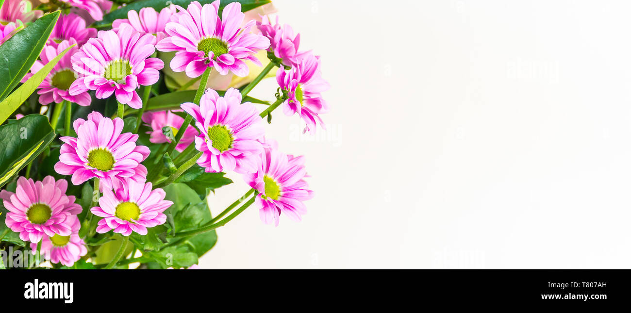 Chrysanthemum flowers on white background. Detail of fresh pink flower bouquet with space for text. Stock Photo