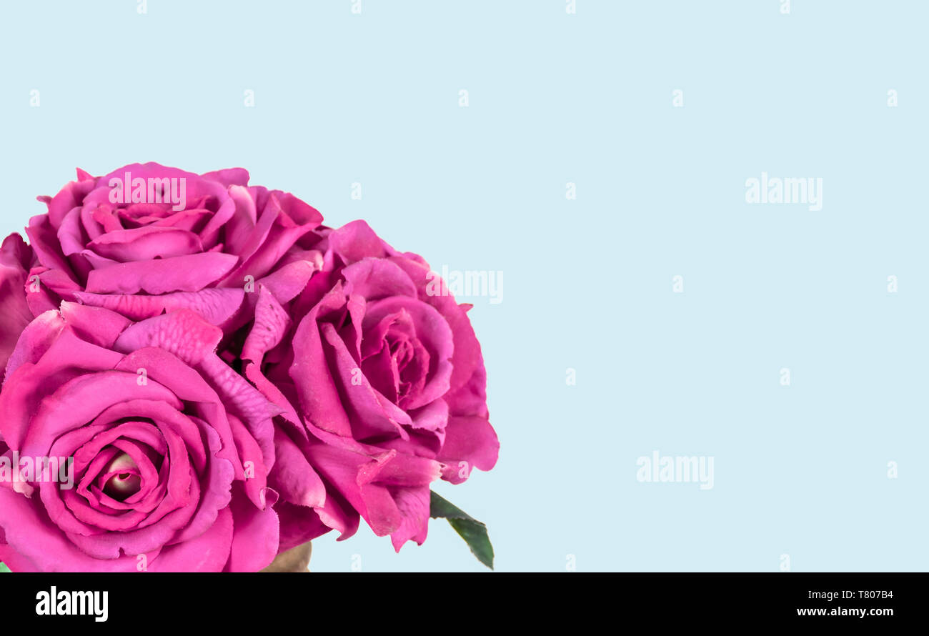 Bouquet of pink roses isolated on blue background. Stock Photo