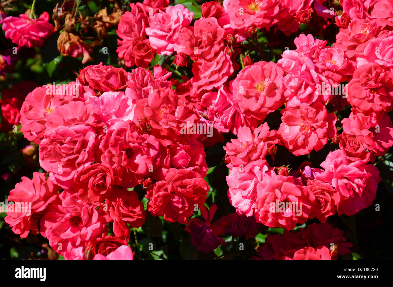 Beautiful bush of fuchsia roses taken close up on a sunny day. There are over three hundred species and thousands cultivars of roses. The beautiful flower is used as a gift, often as a symbol of love. Stock Photo