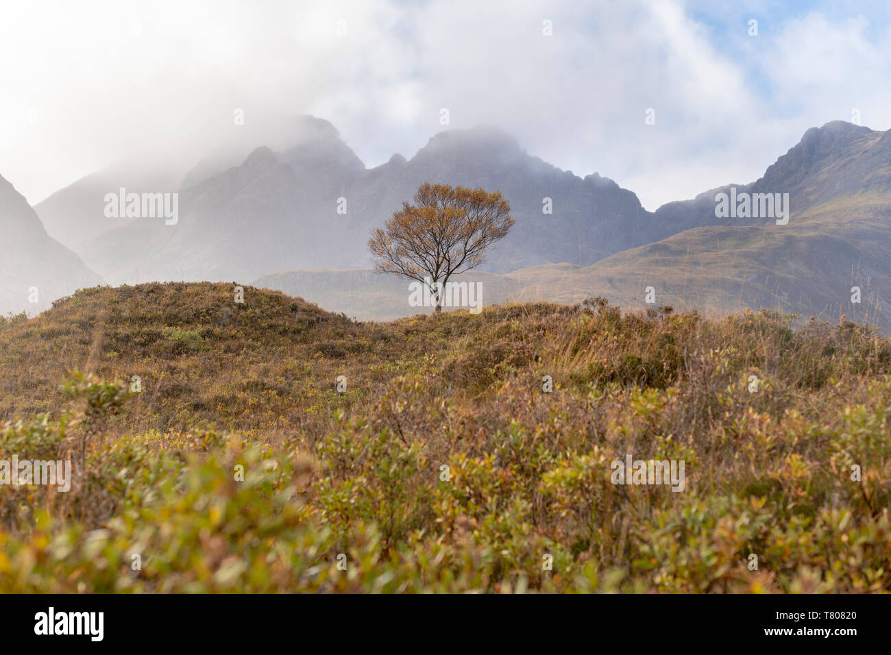 A lone tree and the Cuillins mountains on The Isle of Skye in the Inner Hebrides, Highlands, Scotland, United Kingdom, Europe Stock Photo