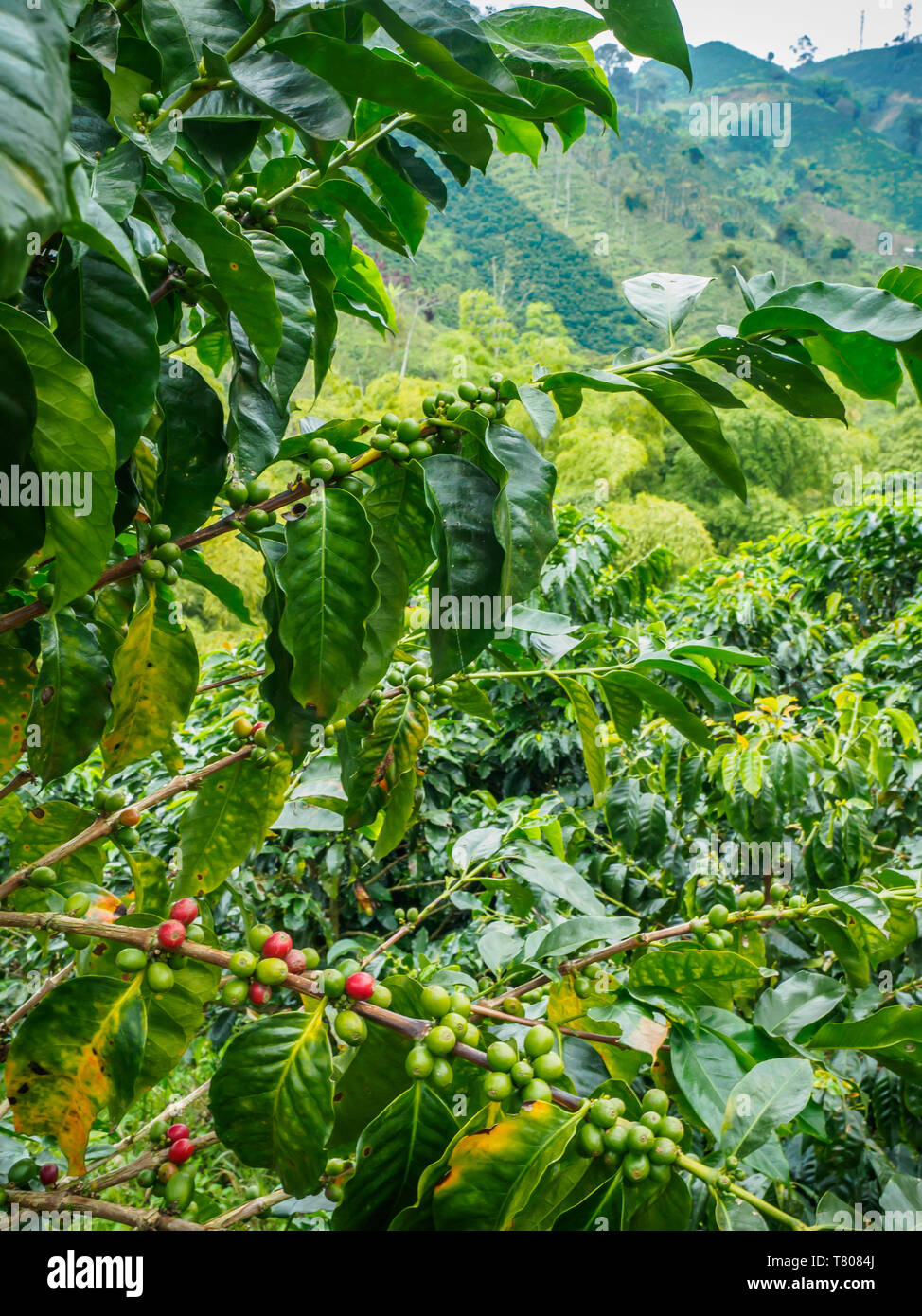 Coffee bush with berries, Hacienda Guayabal, near Manizales, Coffee Region, Colombia, South America Stock Photo