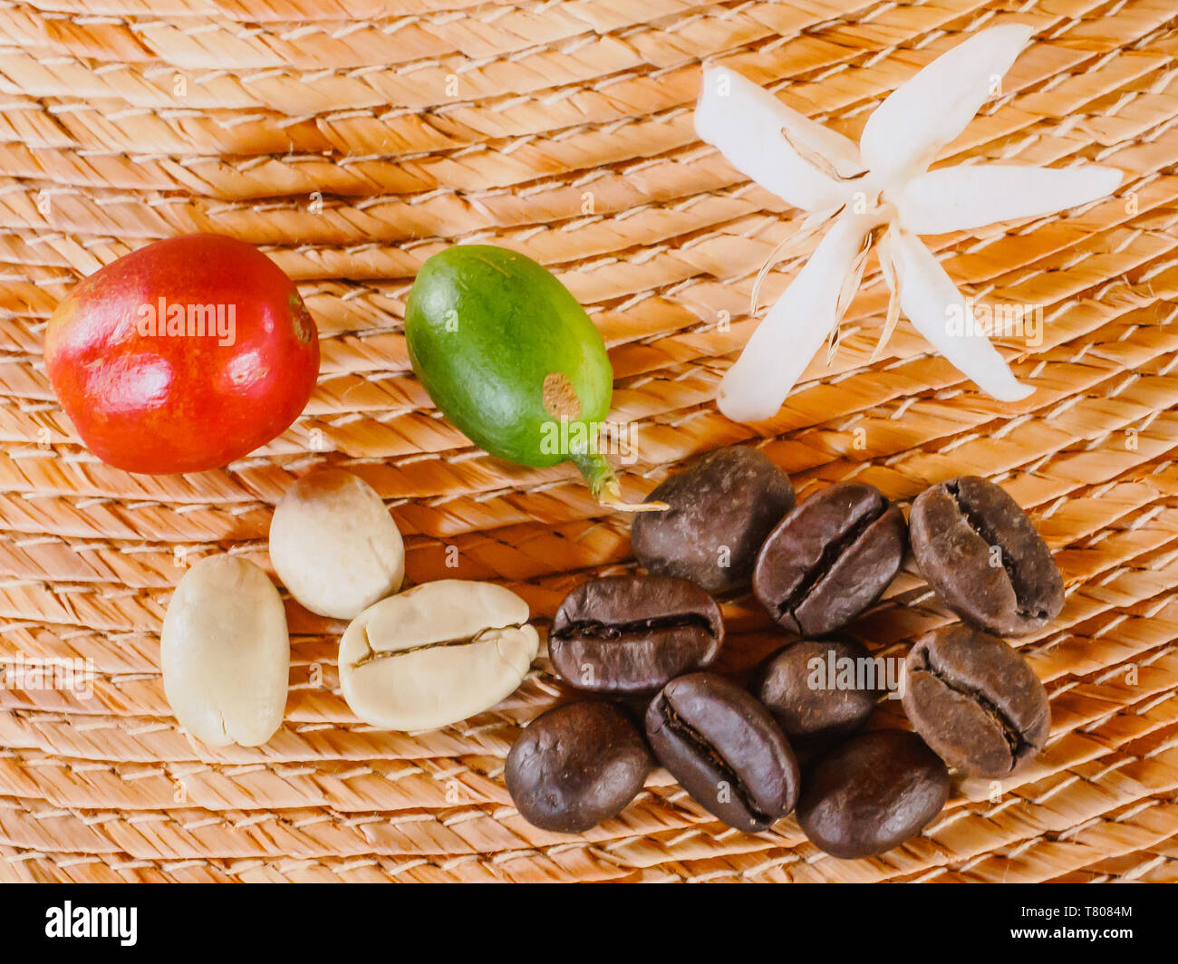 Coffee flower, ripe red coffee berry, unripe coffee berry, green coffee beans, and roasted coffee beans, Hacienda Guayabal, Manizales, Colombia Stock Photo