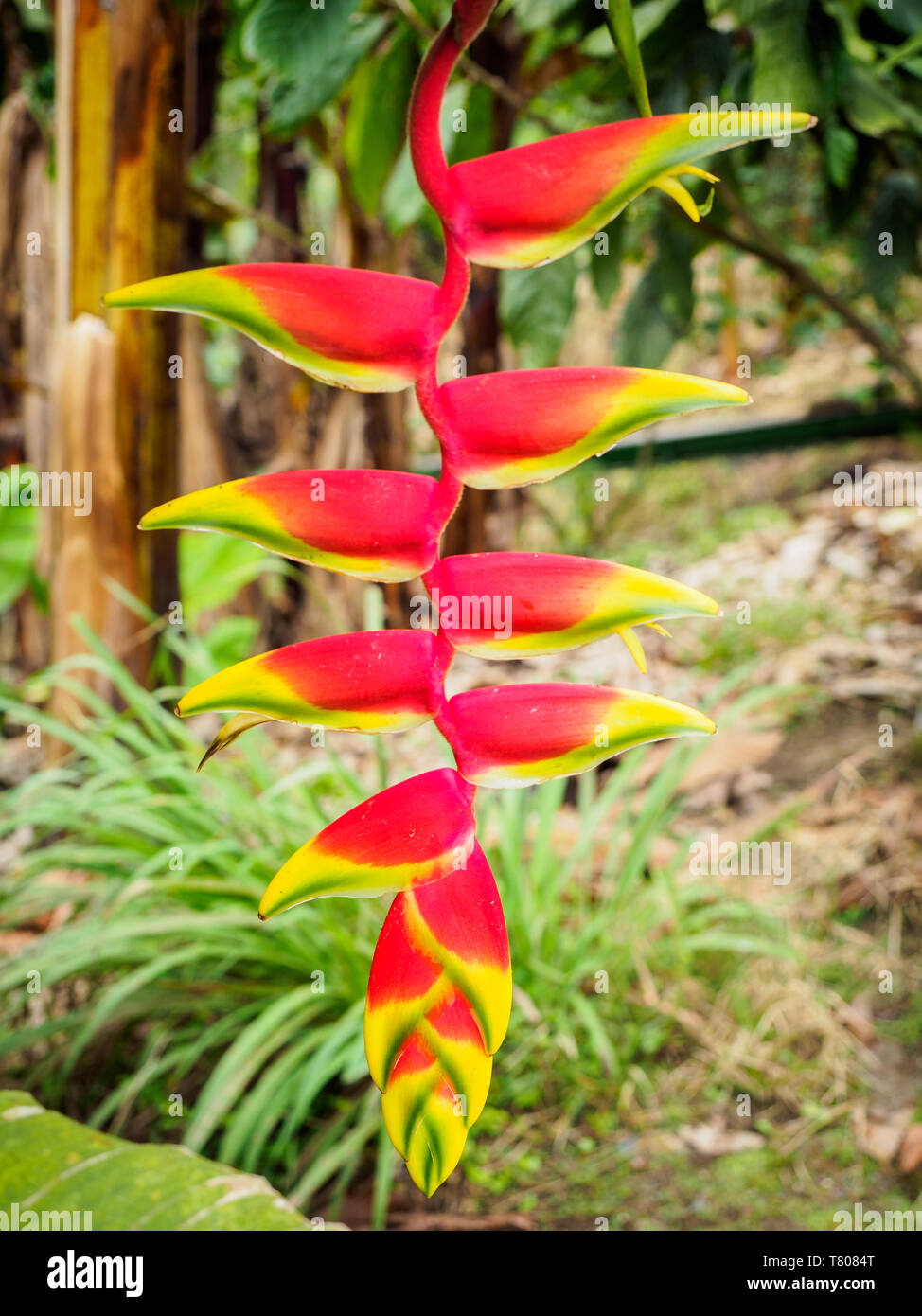 Heliconia flower, Hacienda Guayabal, near Manizales, Coffee Region, Colombia, South America Stock Photo