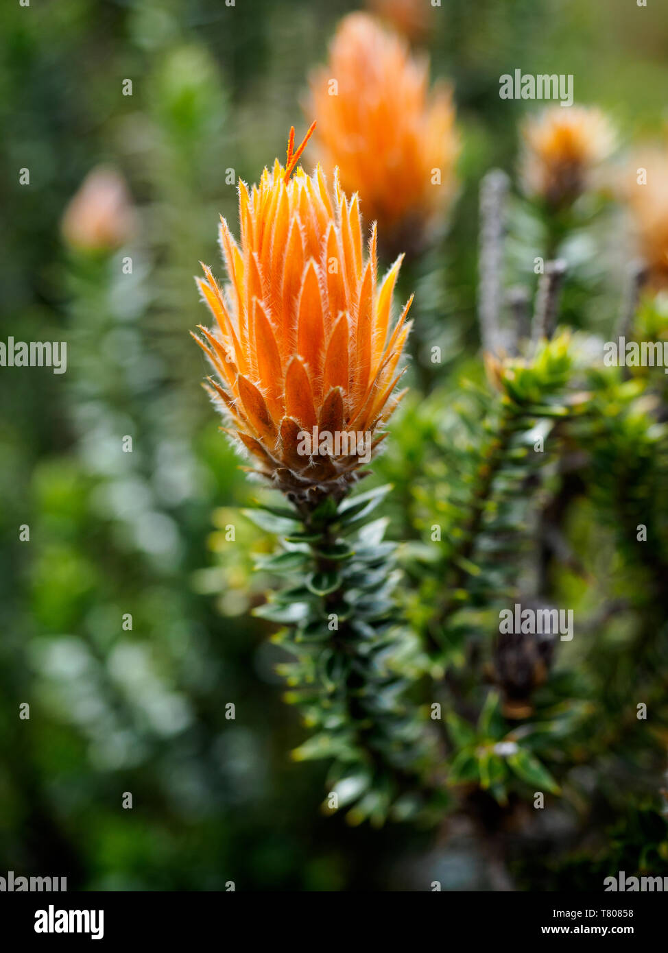 Orange-tipped Chuquiraga plant used medicinally in Ecuador, Cotopaxi National Park, Andes mountains, Ecuador, South America Stock Photo
