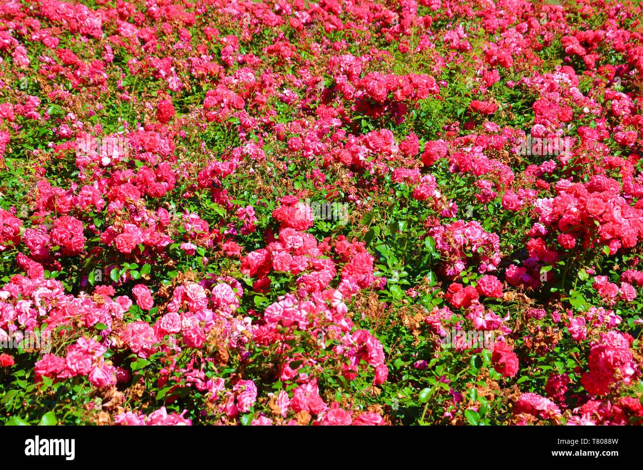 Wonderful bush of wild fuchsia roses taken on a sunny spring day. These roses have dark pink colored blossoms and green leaves. Roses are one of the most popular flowers. Stock Photo