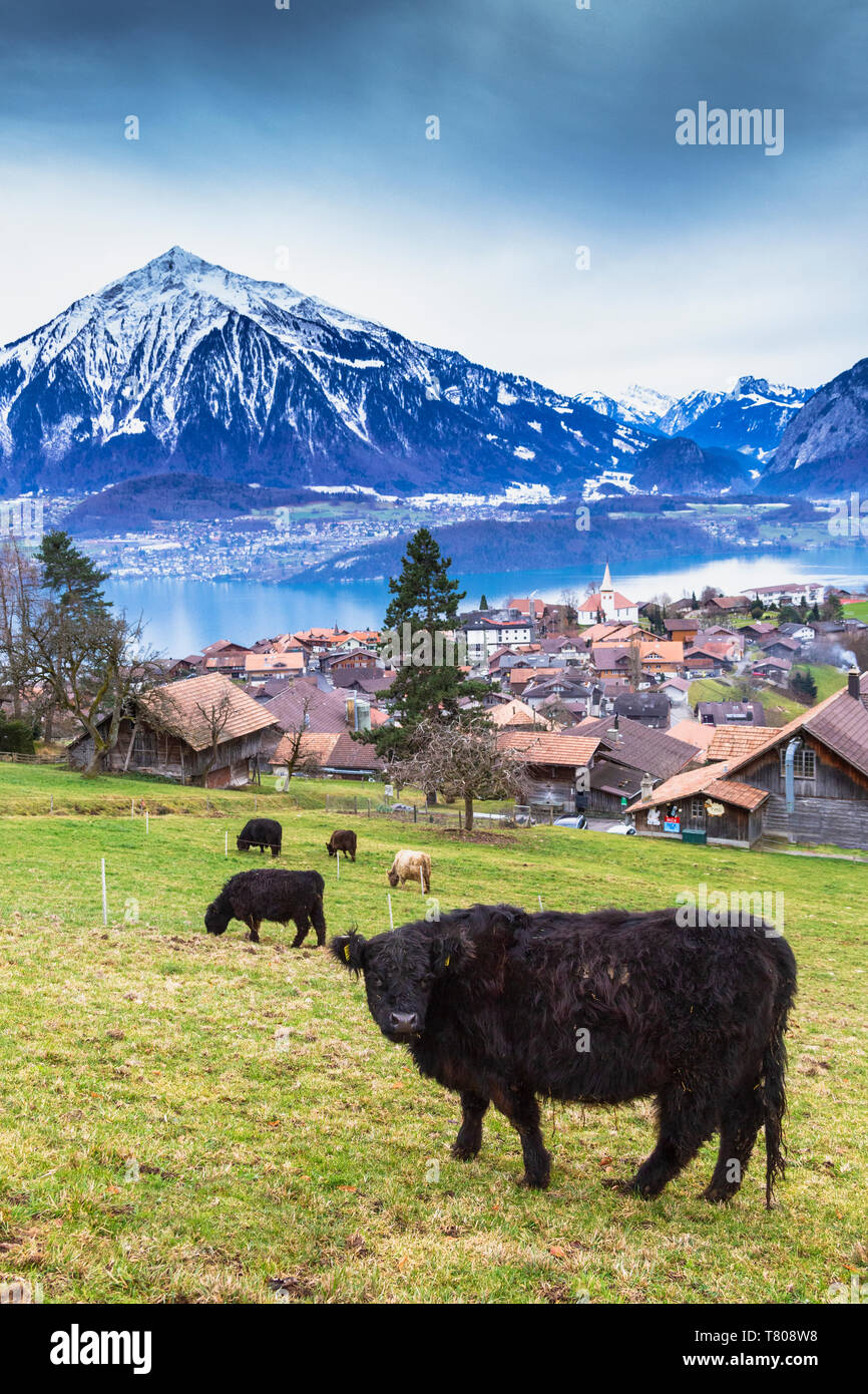 Cow grazing at Sigriswil, Canton of Bern, Switzerland, Europe Stock Photo