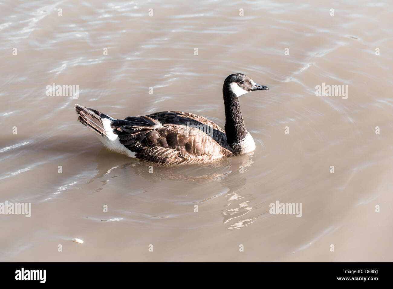 Canada goose discount pool float