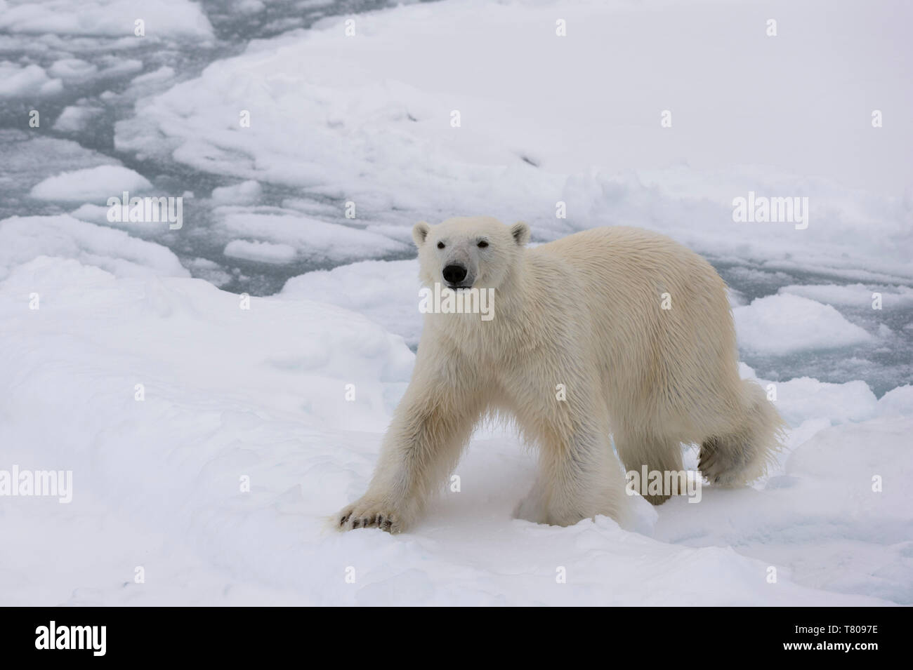 Polar bear (Ursus maritimus), Polar Ice Cap, 81 degrees, north of Spitsbergen, Arctic, Norway, Europe Stock Photo