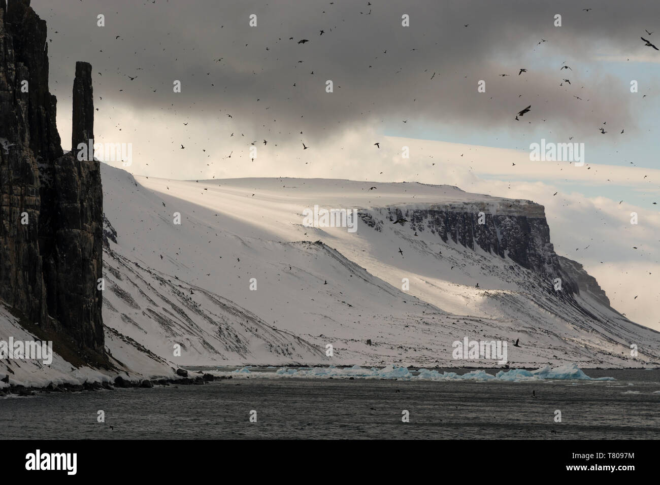 Bruennich's Guillemots (Uria lomvia), Alkefjellet, Spitsbergen, Svalbard Islands, Arctic, Norway, Europe Stock Photo