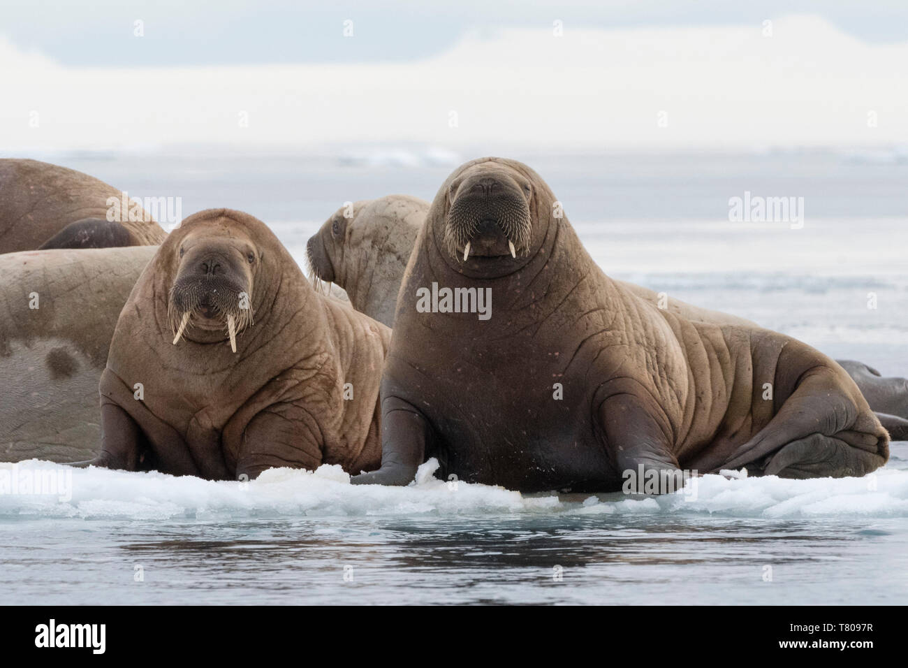 Atlantic walruses (Odobenus rosmarus), Vibebukta, Austfonna, Nordaustlandet, Svalbard Islands, Arctic, Norway, Europe Stock Photo