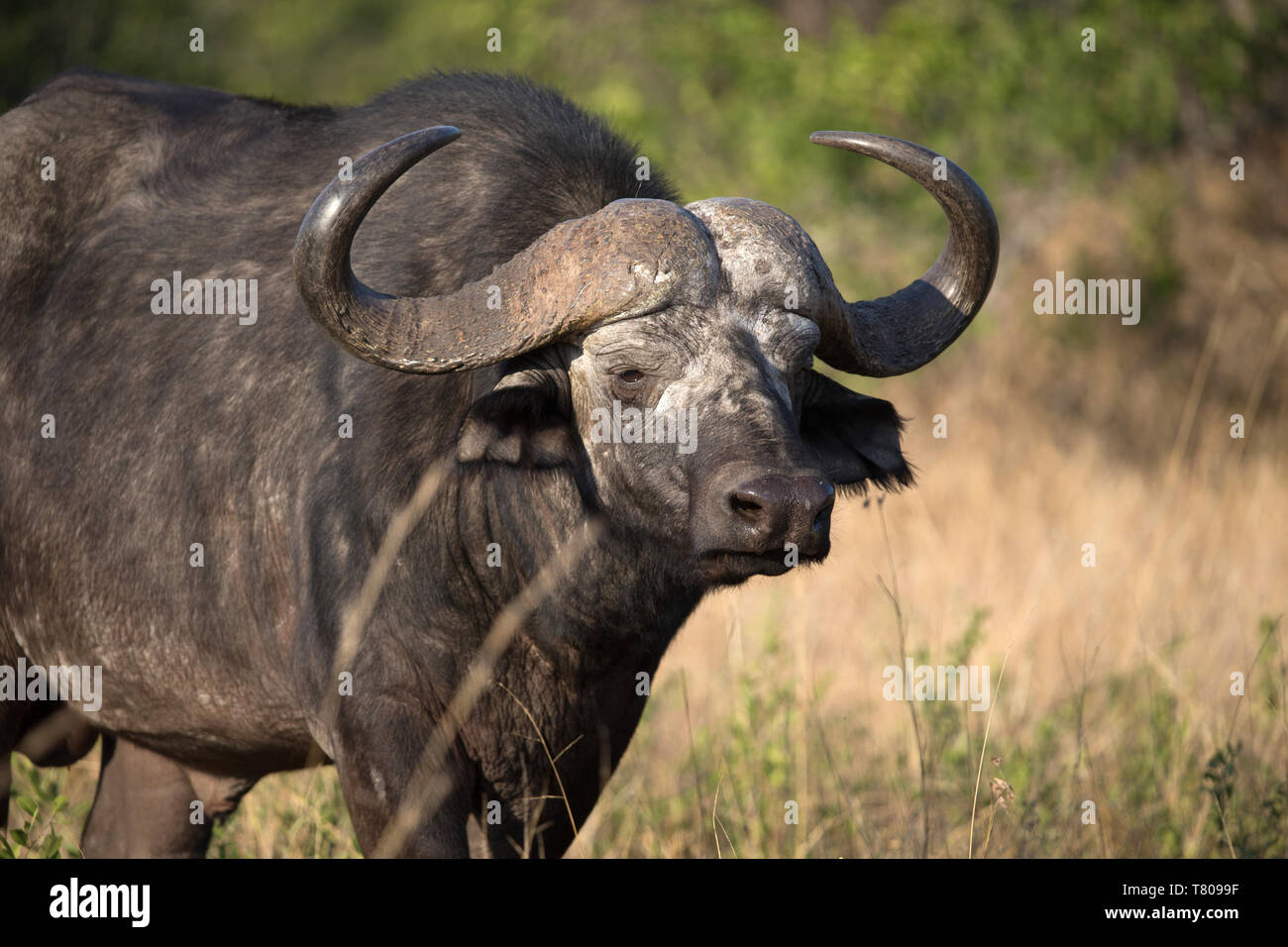 African Buffalo (Syncerus caffer), Kruger National Park, South-Africa, Africa Stock Photo