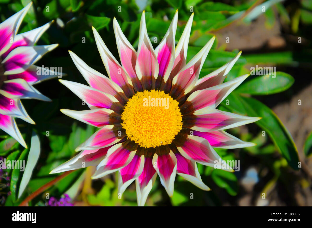 Gazania linearis with pink and white leaves and yellow center closeup. Gazania, known also as treasure flower, is native to southern Africa. The species typically grows on grassy and rocky hillsides. Stock Photo