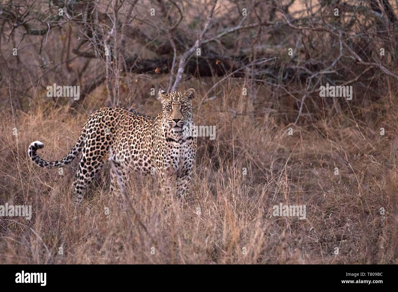 African Leopard (Panthera pardus) in savanna, Kruger National Park, South-Africa, Africa Stock Photo