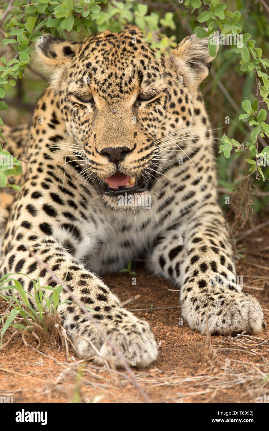 African Leopard (Panthera pardus) in savanna, Kruger National Park, South-Africa, Africa Stock Photo