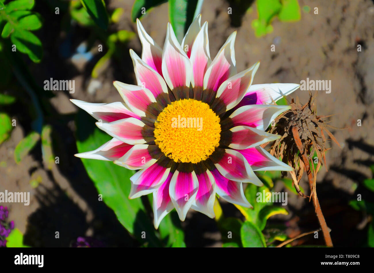 Beautiful detail of pink and white Gazania Big Kiss White Flame taken from above. Gazania linearis is a species of flowering plant in the daisy family known by the common name treasure flower. Stock Photo