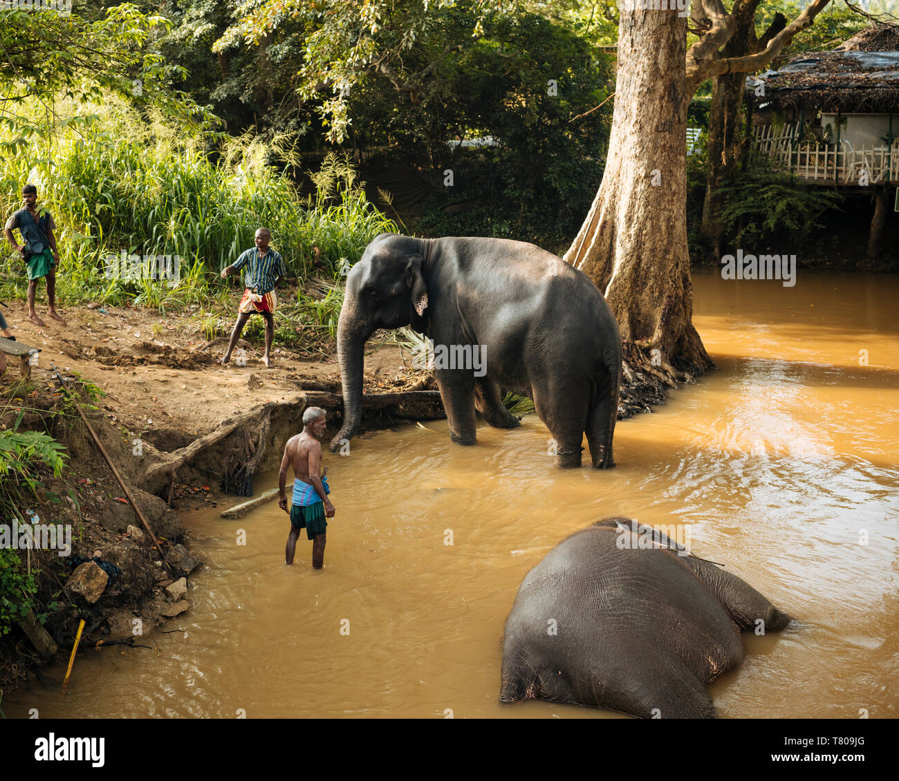 Elephants being washed in river, Sigiriya, Central Province, Sri Lanka, Asia Stock Photo