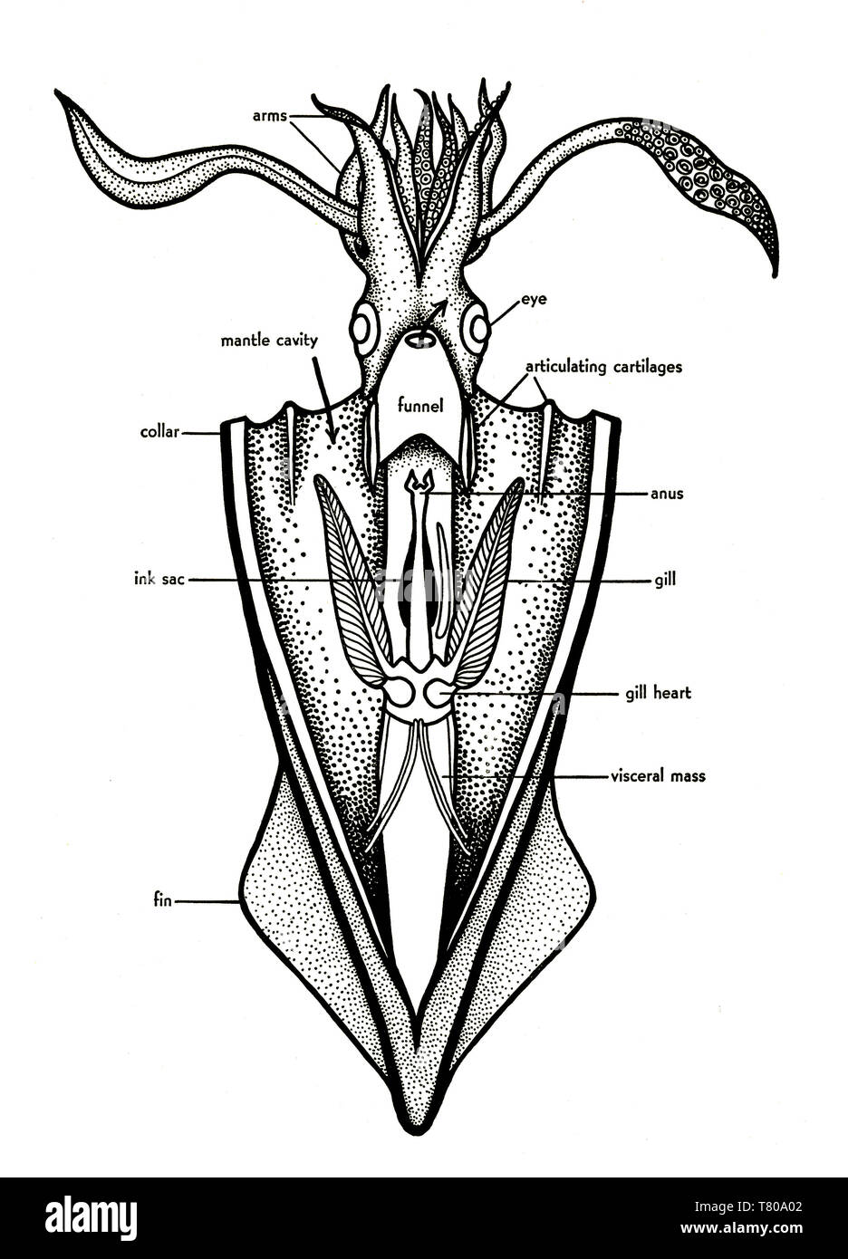 Squid Anatomy Diagram Squid Anatomy Diagram